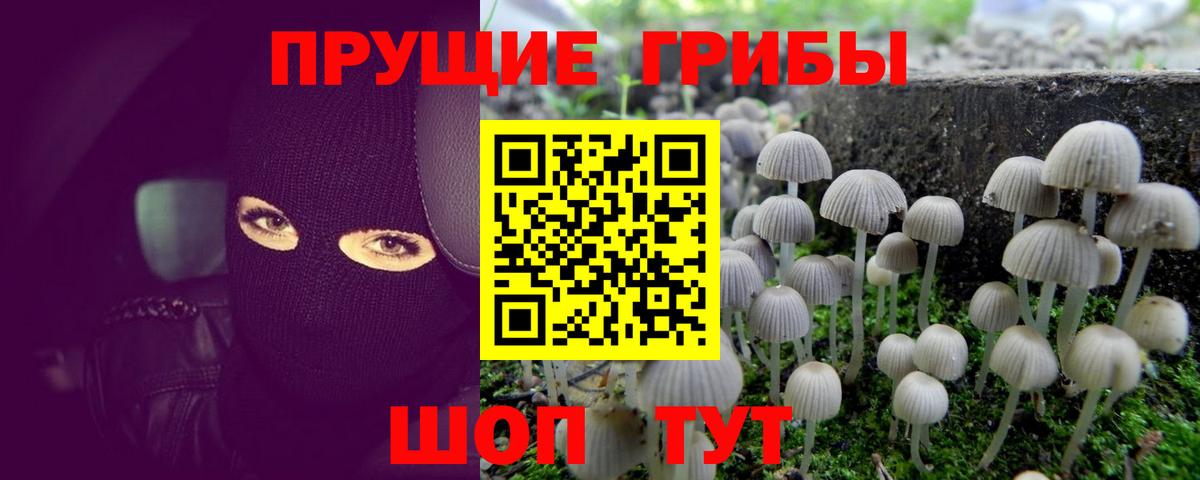 Зеленодольск  Галлюциногенные грибы Psilocybine cubensis  Вход с VPN 